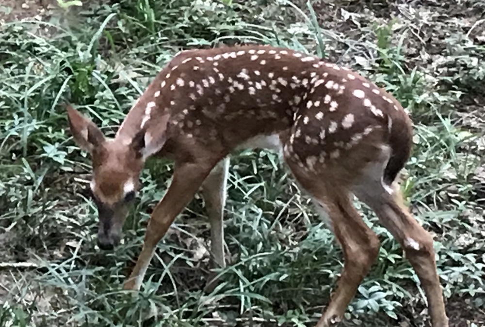 Mothers, just dropping off their Fawns