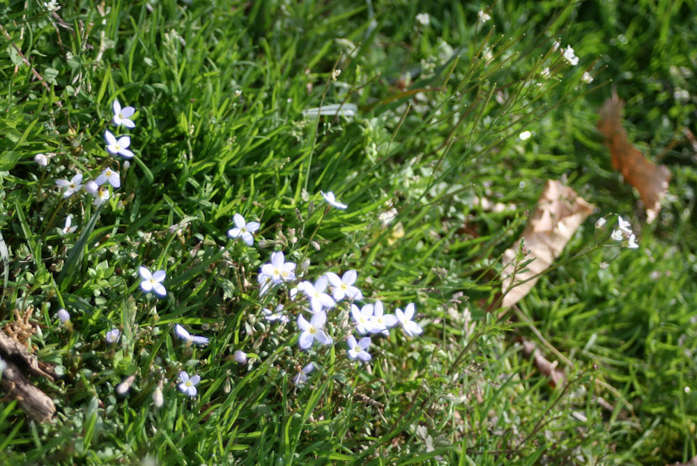 Spring Flowers Bring Positive Outlook During Crisis 11 Blue Spring Flowers in Grass