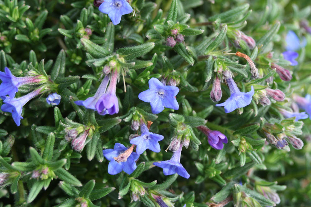 Spring Flowers Bring Positive Outlook During Crisis 9 Blue Spring Flowers