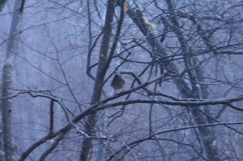 Spring Flowers Bring Positive Outlook During Crisis 14 wood duck in trees