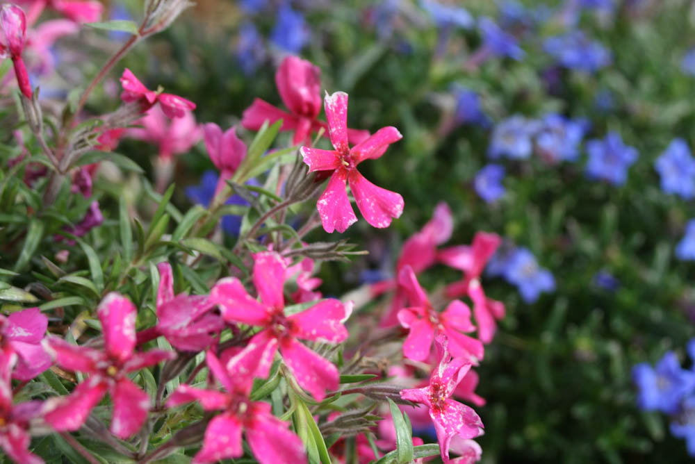 Spring Flowers Bring Positive Outlook During Crisis 8 Ping Spring Flowers