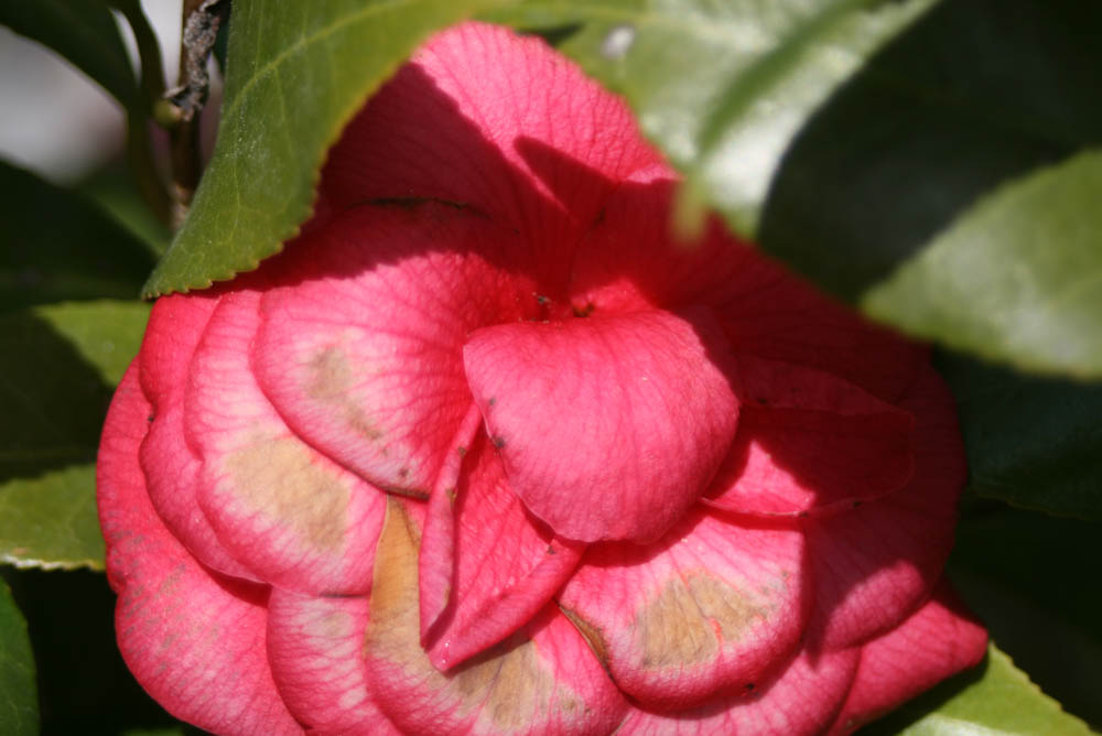 Spring Flowers Bring Positive Outlook During Crisis 7 Pink Flowers