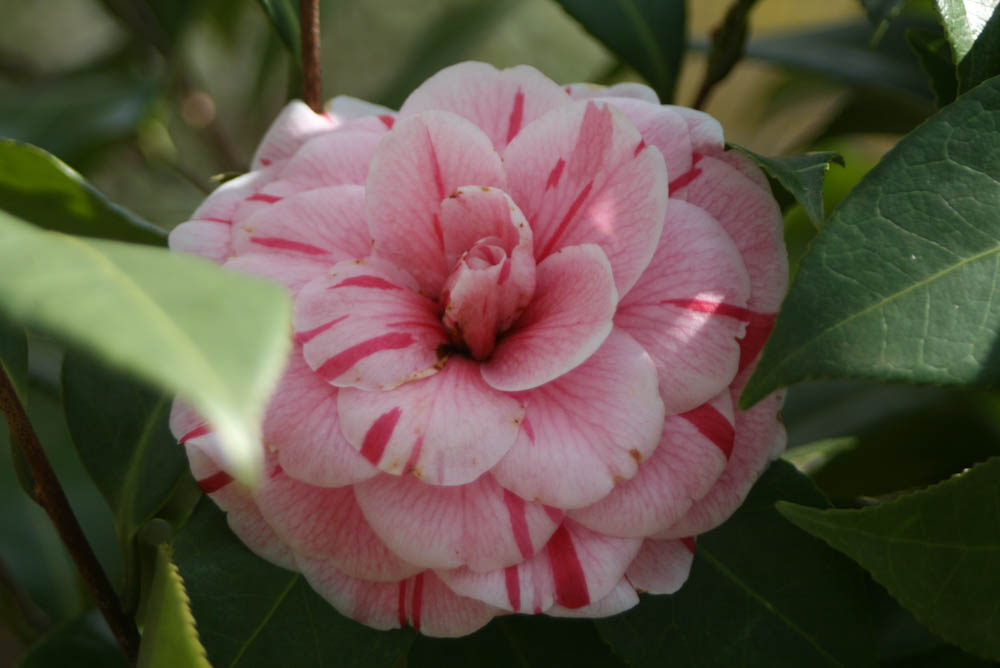 Spring Flowers Bring Positive Outlook During Crisis 6 Pink Striped Flowers