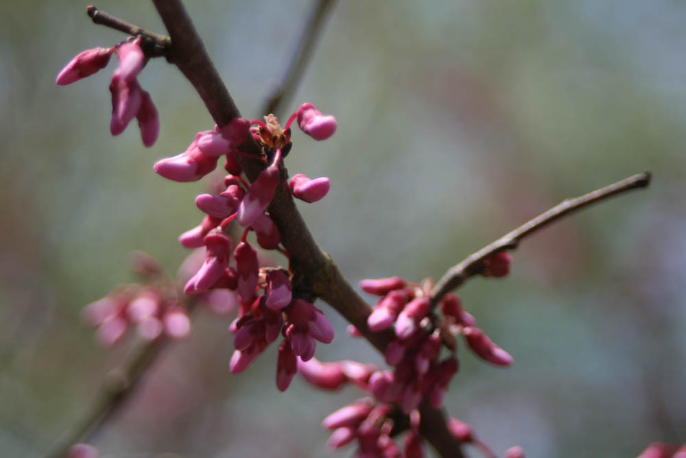 Spring Flowers Bring Positive Outlook During Crisis 4 Red Bud Tree in bloom during the spring