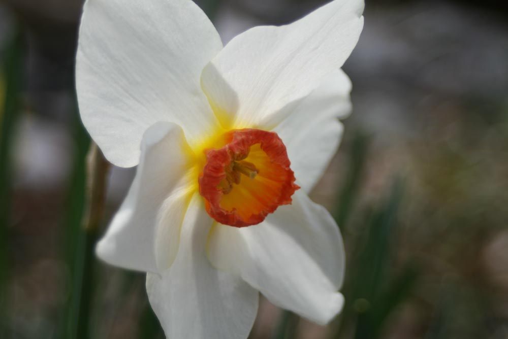 Spring Flowers Bring Positive Outlook During Crisis 10 White and Orange Flower during Spring