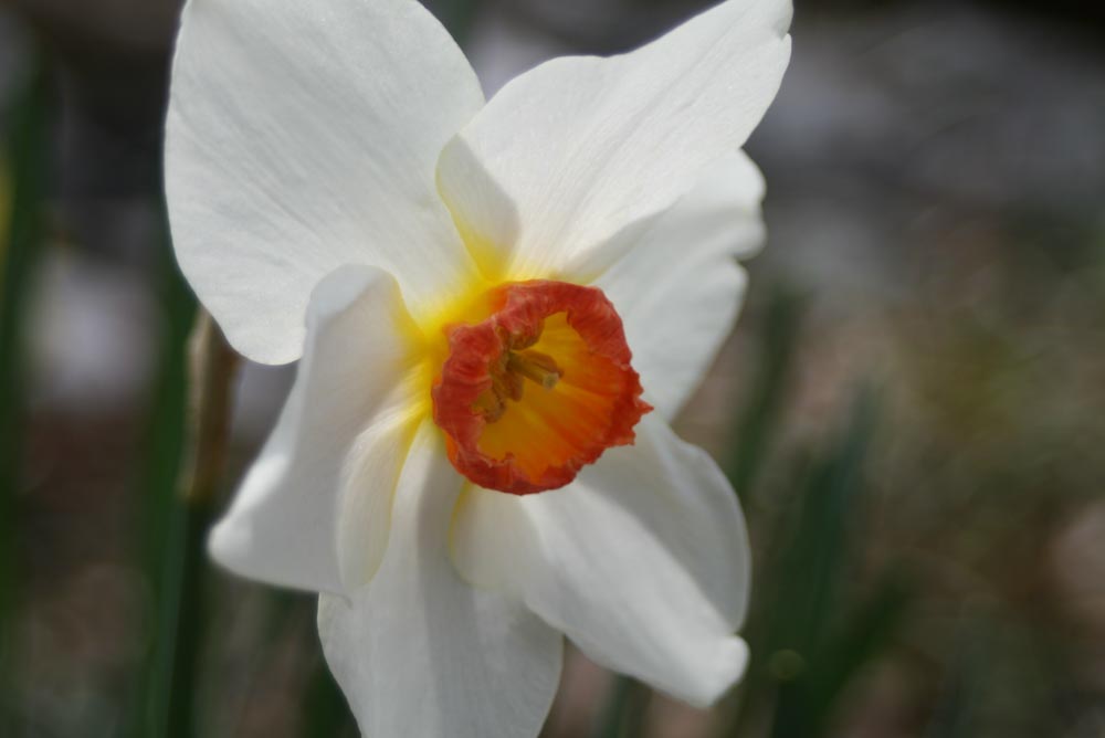 Spring Flowers Bring Positive Outlook During Crisis