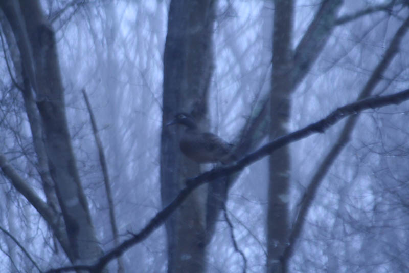 Spring Flowers Bring Positive Outlook During Crisis 12 wood duck in trees