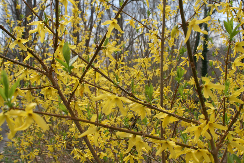 Spring Flowers Bring Positive Outlook During Crisis 5 Yellow Spring Flowers on a bush