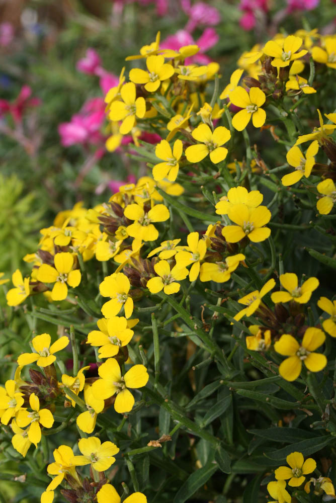 Spring Flowers Bring Positive Outlook During Crisis 3 Yellow Spring Flowers