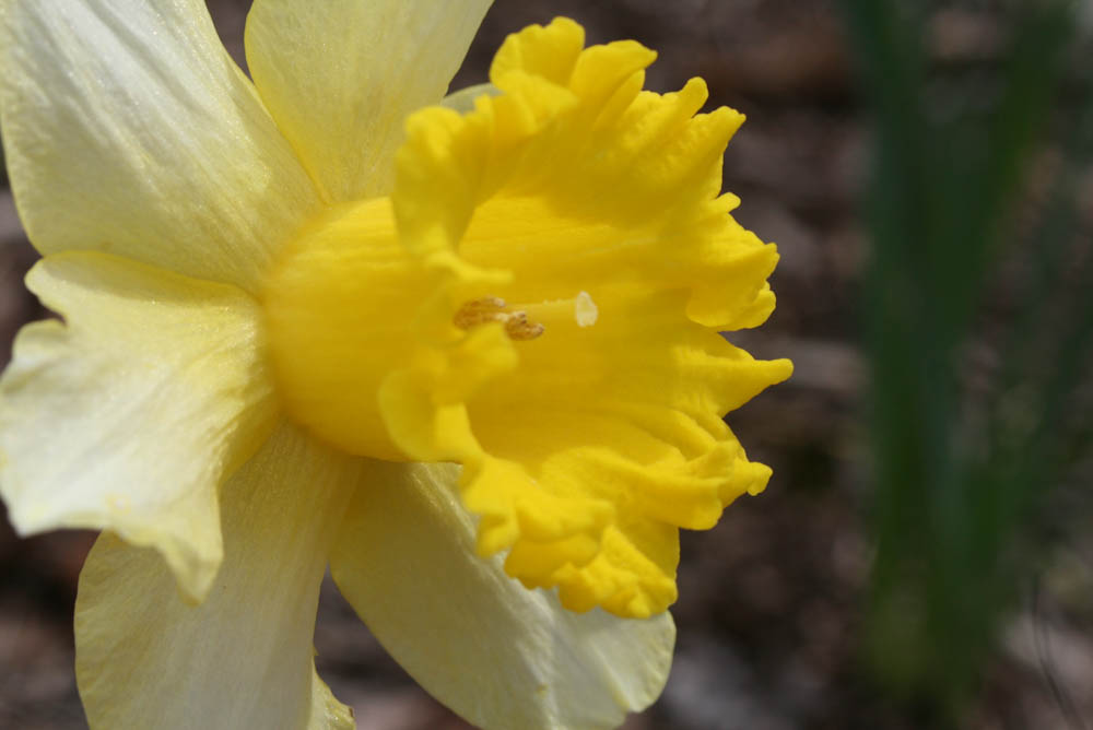 Spring Flowers Bring Positive Outlook During Crisis 2 Yellow flower