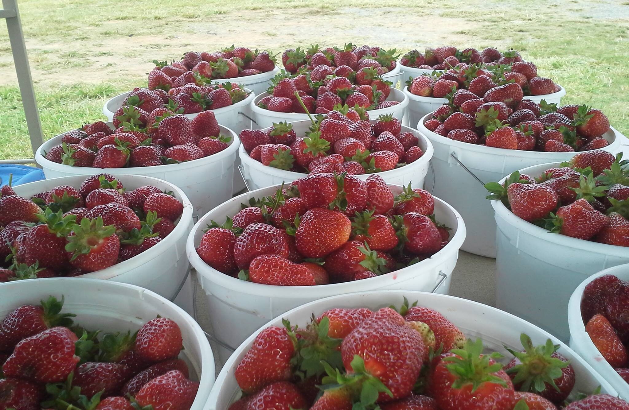 Strawberry Farm Bushels