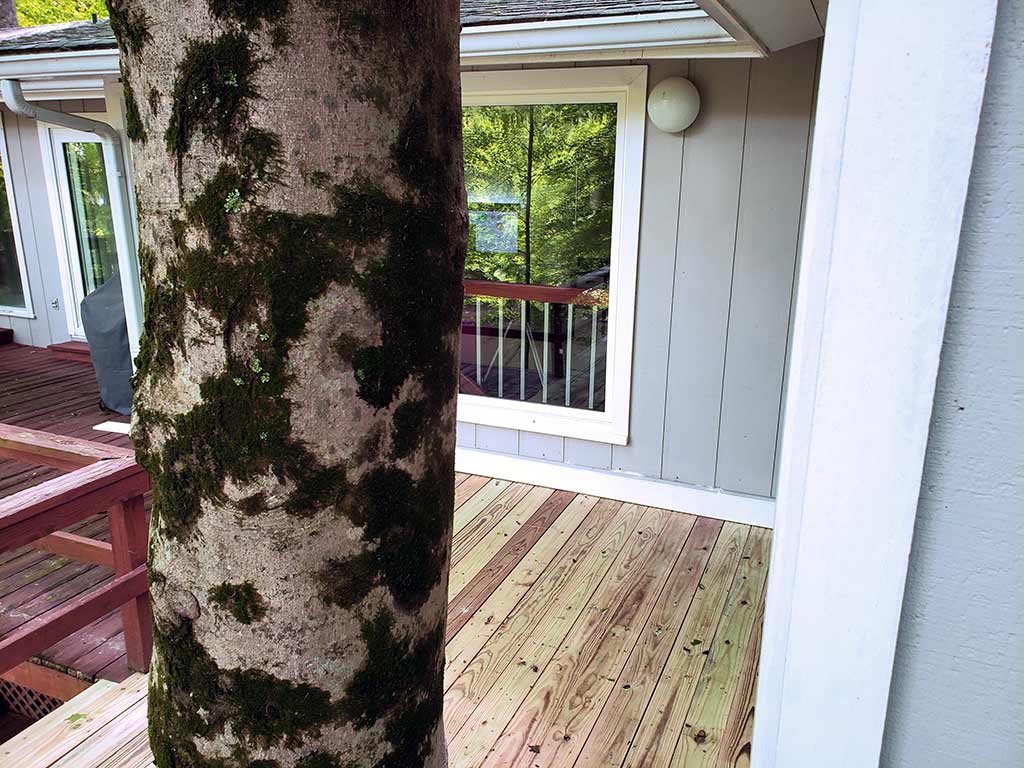 Beechwood tree through deck