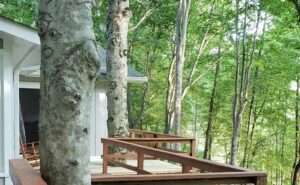 Deck Railing and Tree