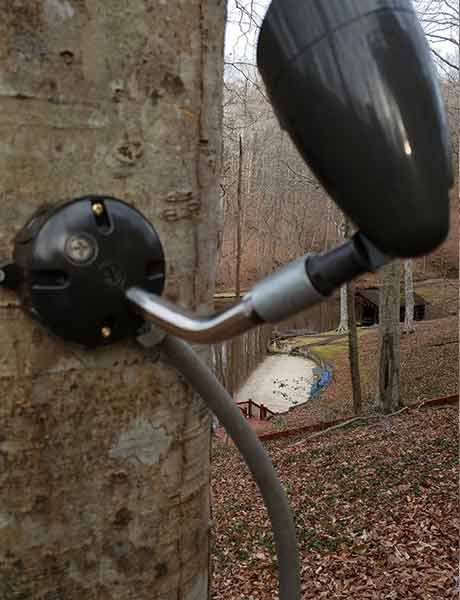 Spot Light mounted on Tree Landscape lighting