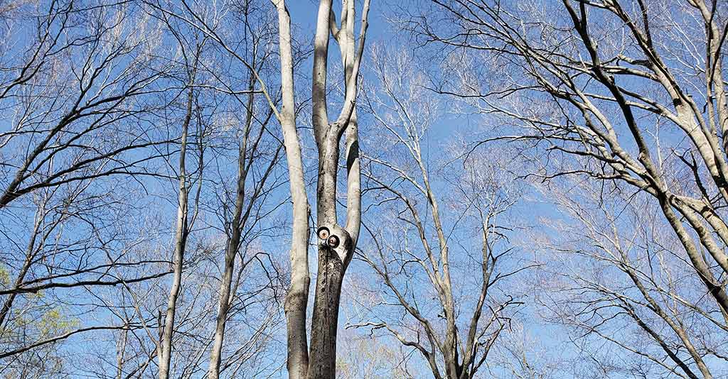 LED Lights mounted in a Beechwood tree