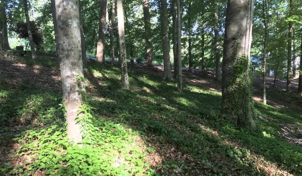 English Ivy and poison vines on hillside that is intermixed with poison oak and sumac.