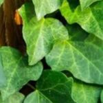 English ivy up close