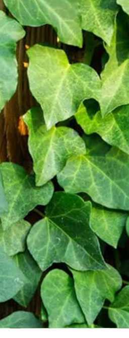 Spot The Difference Between English Ivy and Poison vines like Oak and Sumac