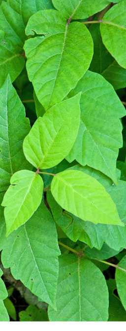 Spot The Difference Between English Ivy and Poison vines like Oak and Sumac