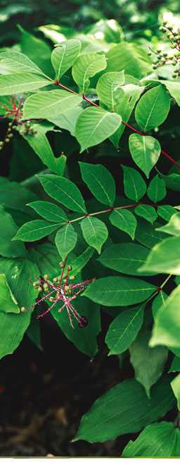 Spot The Difference Between English Ivy and Poison vines like Oak and Sumac