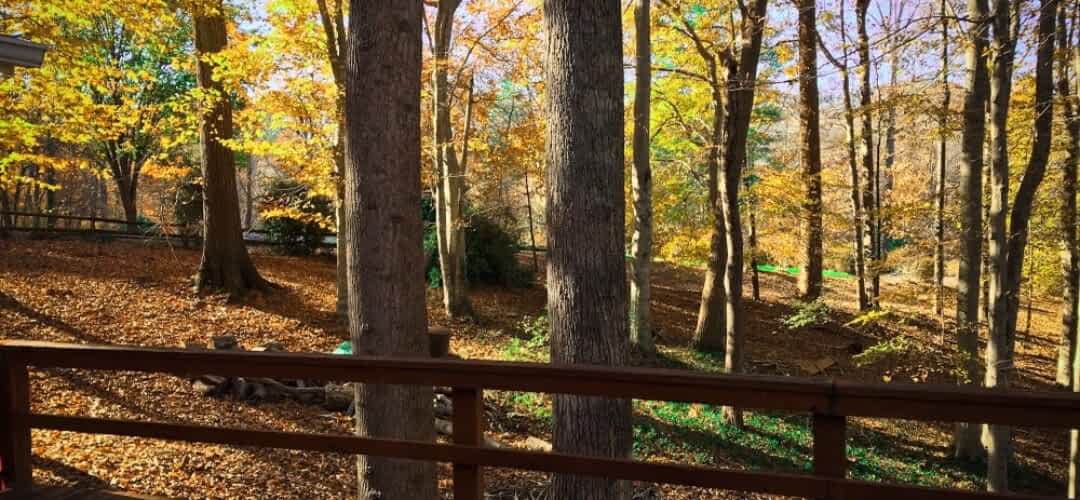 Mid-Century Modern Restoration and DIY Projects 5 fall scene of a wooded lot with a fire pit